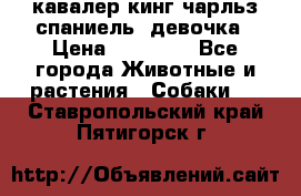  кавалер кинг чарльз спаниель -девочка › Цена ­ 45 000 - Все города Животные и растения » Собаки   . Ставропольский край,Пятигорск г.